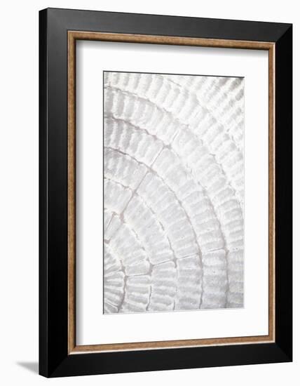 Pattern plate_grey_2-1x Studio III-Framed Photographic Print