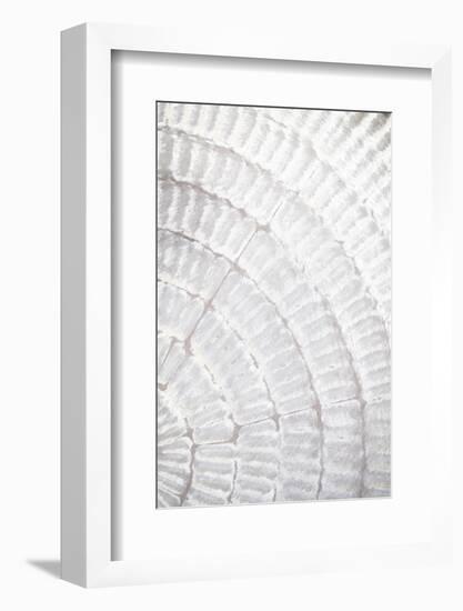 Pattern plate_grey_2-1x Studio III-Framed Photographic Print