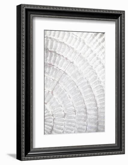 Pattern plate_grey_2-1x Studio III-Framed Photographic Print