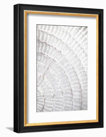 Pattern plate_grey_2-1x Studio III-Framed Photographic Print