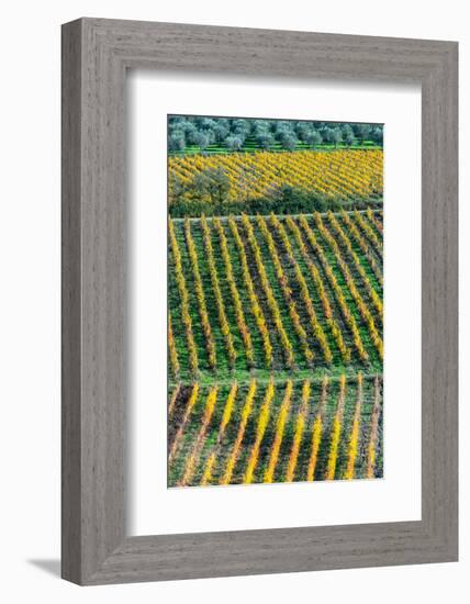 Patterned lines of vineyards in Autumnal colours in afternoon light, backed by olive groves-James Strachan-Framed Photographic Print