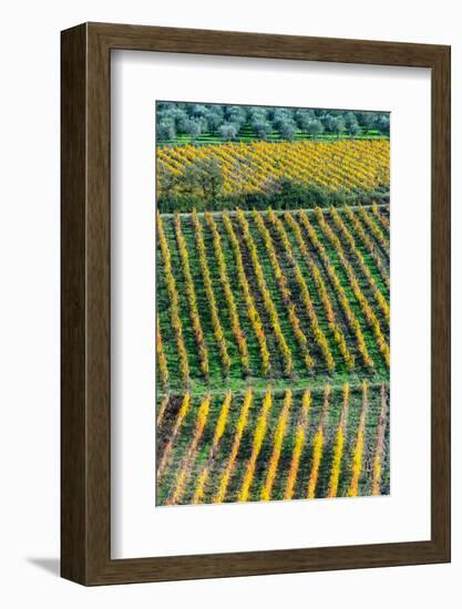 Patterned lines of vineyards in Autumnal colours in afternoon light, backed by olive groves-James Strachan-Framed Photographic Print
