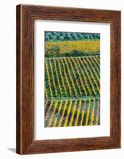 Patterned lines of vineyards in Autumnal colours in afternoon light, backed by olive groves-James Strachan-Framed Photographic Print