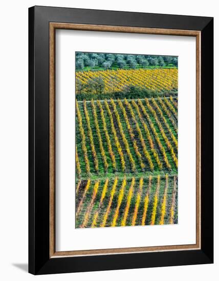 Patterned lines of vineyards in Autumnal colours in afternoon light, backed by olive groves-James Strachan-Framed Photographic Print