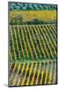 Patterned lines of vineyards in Autumnal colours in afternoon light, backed by olive groves-James Strachan-Mounted Photographic Print