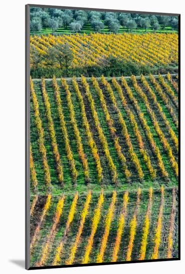 Patterned lines of vineyards in Autumnal colours in afternoon light, backed by olive groves-James Strachan-Mounted Photographic Print