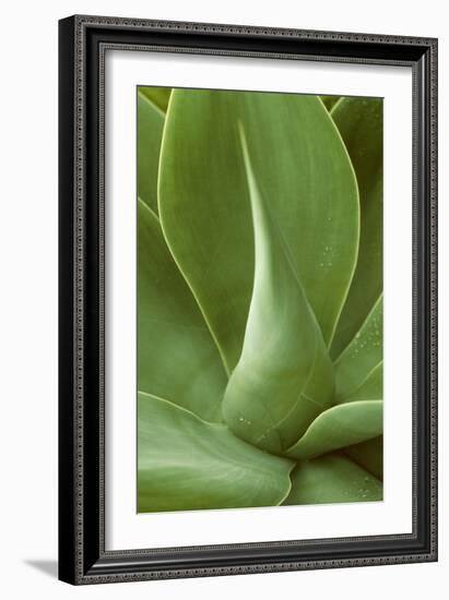 Patterned Nature I-Vision Studio-Framed Art Print