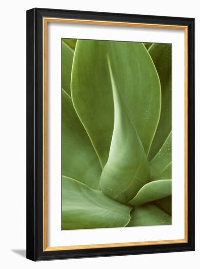 Patterned Nature I-Vision Studio-Framed Art Print