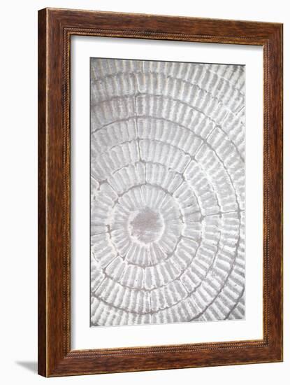 Patternplate_grey_1-Pictufy Studio III-Framed Giclee Print