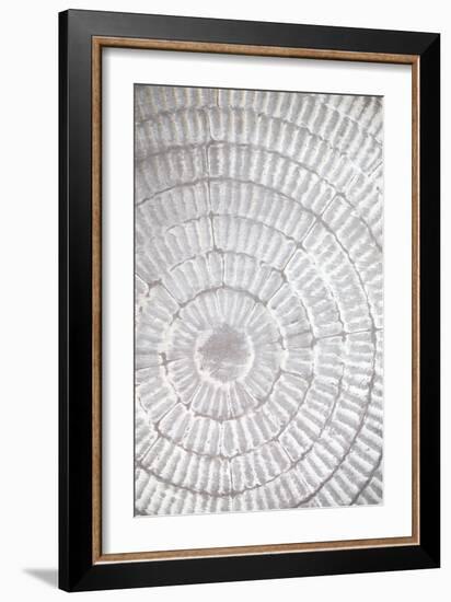 Patternplate_grey_1-Pictufy Studio III-Framed Giclee Print