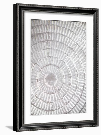 Patternplate_grey_1-Pictufy Studio III-Framed Giclee Print