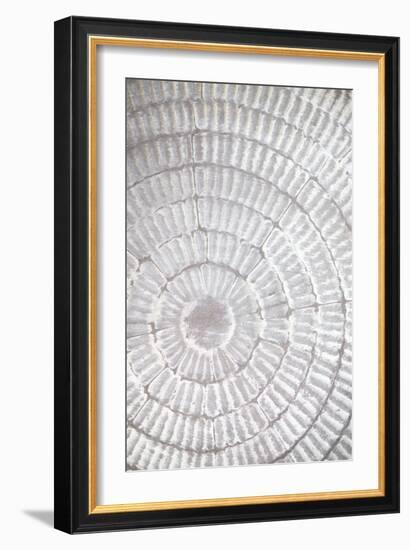 Patternplate_grey_1-Pictufy Studio III-Framed Giclee Print