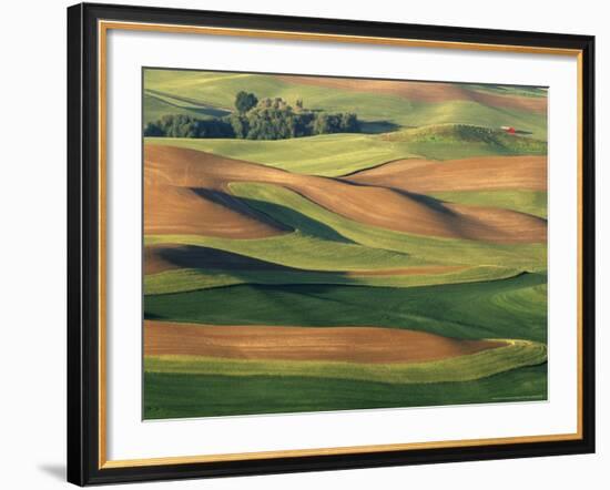 Patterns of Wheat and Fallow from Steptoe Butte, Whitman County, Washington, USA-Julie Eggers-Framed Photographic Print