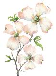 Dogwood Bunch-Patti Bishop-Art Print