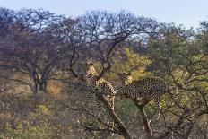 Males in a Tree-PattrickJS-Mounted Photographic Print