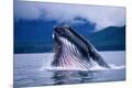 Premium Photographic Print