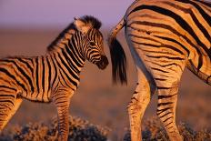 Young Plains Zebra-Paul A Souders-Framed Photographic Print