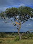 Cheetah in a Tree, Kruger National Park, South Africa, Africa-Paul Allen-Photographic Print