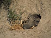 Close-Up of the Head of a Warthog, in a Burrow, Okavango Delta, Botswana-Paul Allen-Mounted Photographic Print