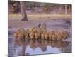 Photographic Print