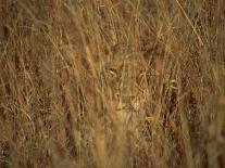 Portrait of a Lioness Hiding and Camouflaged in Long Grass, Kruger National Park, South Africa-Paul Allen-Photographic Print