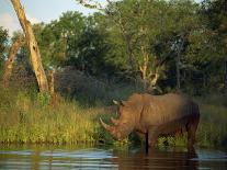 Two African Elephants Greeting, Kruger National Park, South Africa, Africa-Paul Allen-Photographic Print