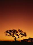 Cheetah in a Tree, Kruger National Park, South Africa, Africa-Paul Allen-Framed Premier Image Canvas