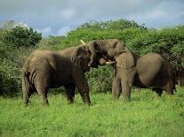 Two African Elephants Greeting, Kruger National Park, South Africa, Africa-Paul Allen-Framed Premier Image Canvas