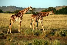 Giraffe Drinking in the Grasslands of the Masai Mara Reserve (Kenya)-Paul Banton-Framed Photographic Print