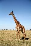 Giraffe Standing in the Grasslands of the Masai Mara Reserve (Kenya)-Paul Banton-Framed Photographic Print