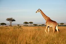 Giraffe Standing in the Grasslands of the Masai Mara Reserve (Kenya)-Paul Banton-Framed Photographic Print