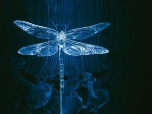 A Model Of Dragonfly In Wind Tunnel Shows The Pattern Air Passing Over InsectPaul Chesley A Model Of Dragonfly In Wind Tunnel Shows The Pattern Air Passing Over InsectPaul Chesley