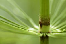 Pacific Temperate Rainforest, Stanley Park, British Columbia-Paul Colangelo-Framed Premier Image Canvas