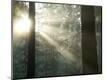 Photographic Print