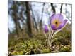 Premium Photographic Print