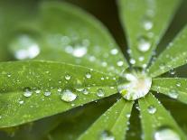 Rain Collected on Arctic Lupine, Cathedral Lake Provincial Park, British Columbia, Canada-Paul Colangelo-Photographic Print