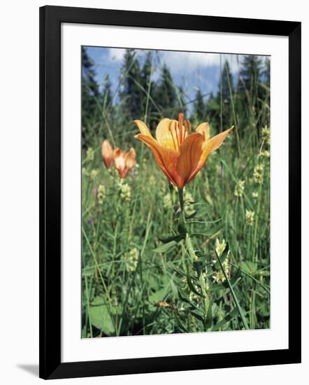 Photographic Print, , large