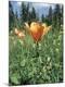 Photographic Print