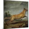 Paul de Vos / Zorra corriendo, 17th century-Paul De Vos-Mounted Giclee Print