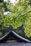 Ornately Designed Roof and Japanese Maple Leaves at the Golden Temple, Kyoto, Japan-Paul Dymond-Photographic Print
