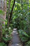 The Rainforest Boardwalk Connecting Centenary Lakes to the Botanic Gardens in Cairns, Queensland-Paul Dymond-Photographic Print