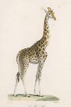 Giraffe-Paul Fournier-Mounted Photographic Print