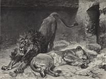 The Lion's Awakening-Paul Friedrich Meyerheim-Giclee Print