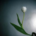 White Tulip-Paul Gadd-Framed Photographic Print
