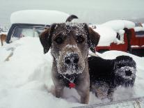 Dogs Covered in Snow, Crested Butte, CO-Paul Gallaher-Photographic Print