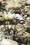 Edge of Field with Wildflowers-Paul Harcourt Davies-Photographic Print