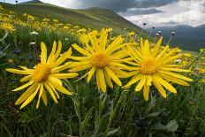 Fallow field in flower, Abruzzo, Italy-Paul Harcourt Davies-Framed Photographic Print