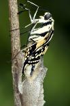 Common Swallowtail Chrysalis-Paul Harcourt Davies-Photographic Print