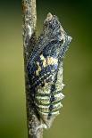 Common Swallowtail Chrysalis-Paul Harcourt Davies-Photographic Print