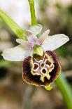 Late Spider Orchid (Ophrys Fuciflora)-Paul Harcourt Davies-Photographic Print
